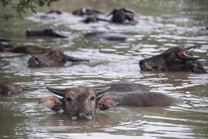 A group of buffalo are playing water, Thailand photo