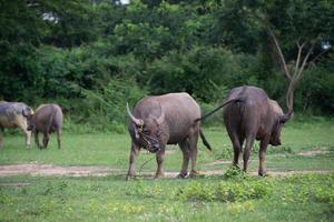 búfalo en campo, Tailandia 1 foto