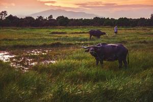 buffalo in a field and sunset photo