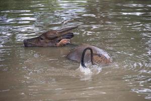 búfalo es jugando agua, Tailandia foto