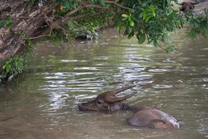 buffalo is playing water, Thailand photo