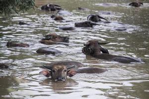un grupo de búfalo son jugando agua, Tailandia foto