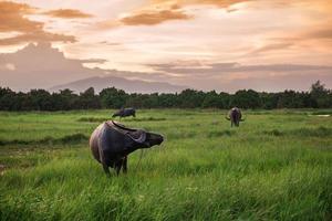 búfalo en un campo y puesta de sol foto