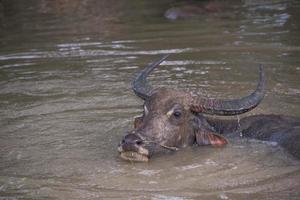 búfalo es jugando agua, Tailandia foto