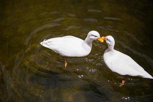 dos blanco patos en el estanque foto