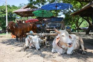 cow cart in Thailand photo