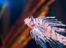 Lion fish underwater photo