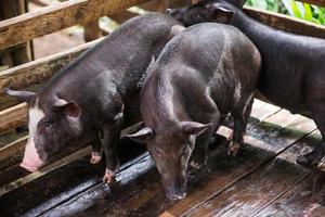 two black pigs in shelter photo