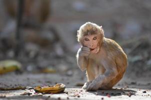 lovely monkey is eating banana photo