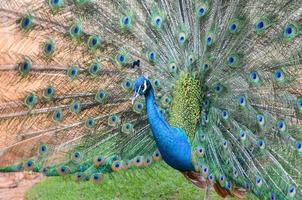 Peacock is displaying its plumage photo