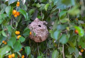 avispa nido en árbol foto