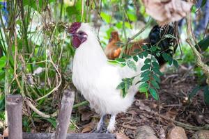 blanco pollo en el jardín foto