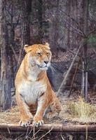 Liger, half tiger and lion photo