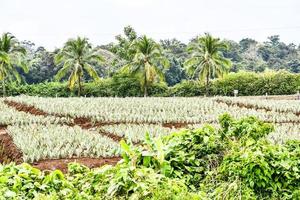 Scenic rural landscape photo