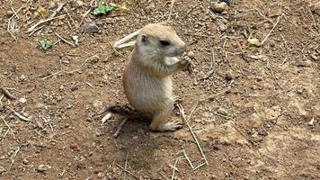 Black-tailed prairie dog Cynomys ludovicianus photo