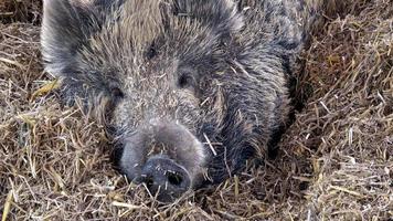 salvaje Jabali sus scrofa descansando en un Paja foto