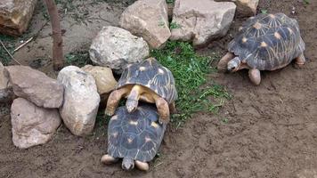 Turtles in mating season male and female photo