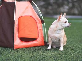 Perro chihuahua de pelo corto marrón sentado frente a una tienda de campaña naranja sobre hierba verde, al aire libre, mirando hacia otro lado. concepto de viaje de mascotas. foto