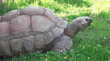 Aldabra giant tortoise Aldabrachelys gigantea eating grass photo