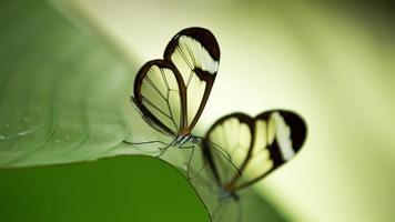 schön Glasflügel Schmetterling im Natur auf ein Pflanze video