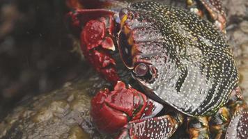 uma macro tiro do uma vermelho caranguejo em pedras dentro a canário ilhas video