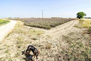 Scenic rural landscape photo