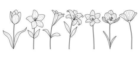 Set of hand drawn botanical flowers line art vector. Collection of black white contour drawing of lily, wildflowers, leaf. Design illustration for print, logo, cosmetic, poster, card, branding. vector