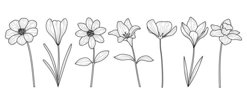 Set of hand drawn botanical flowers line art vector. Collection of black white contour drawing of lily, wildflowers, leaf. Design illustration for print, logo, cosmetic, poster, card, branding.
