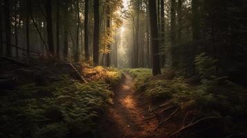 Foggy path through the forest ,Sunset in a dark forest with rays of light passing through the trees