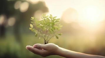 Artistic Hands Embrace Nature's Beauty Holding Tree Over Blurred Background photo