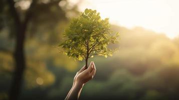 Artistic Hands Embrace Nature's Beauty Holding Tree Over Blurred Background photo