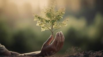 Artistic Hands Embrace Nature's Beauty Holding Tree Over Blurred Background photo