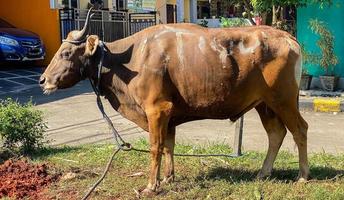 Goat, lamb, cow, ox, sapi qurban in animal markets to prepare sacrifices on Eid al Adha, Idul Adha, Idul Qurban photo