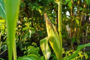 Corn fruit still clinging to the tree trunk, in the morning with sunshine photo