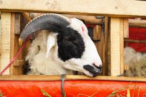 Goat or lamb kambing qurban in animal markets to prepare sacrifices on Eid al Adha, Idul Adha, Idul Qurban. photo