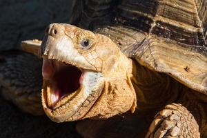 tortuga, boca abierto, demostración dientes, cerca arriba, en un negro antecedentes foto