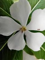 Ants are crawling on the petals of a beautiful blooming white flower in the garden in the afternoon. photo
