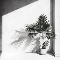 White wall background with a palm tree plant in a pot is casting a shadow on a wall. Generated by ai photo