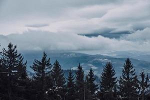 Pine tree forest silhouette with fog photo