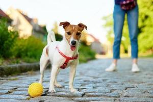 Dog walking at city street with his owner photo