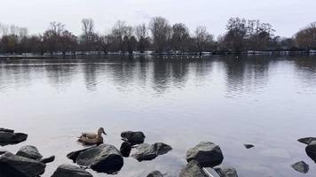 el río y animal patos en invierno video