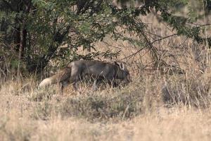 White-footed fox also known as the desert fox or Vulpes vulpes pusilla photo