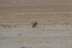 Mating pair of Bengal fox also known as the Indian fox in Greater Rann of Kutch photo