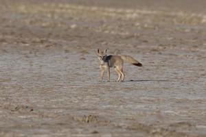 Bengala zorro además conocido como el indio zorro o vulpes bengalí foto