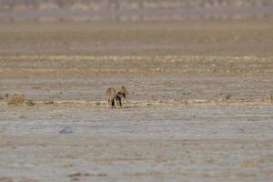 Mating pair of Bengal fox also known as the Indian fox in Greater Rann of Kutch photo