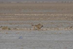 apareamiento par de Bengala zorro además conocido como el indio zorro en mayor corrió de kutch foto