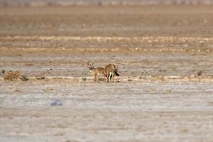 Mating pair of Bengal fox also known as the Indian fox in Greater Rann of Kutch photo