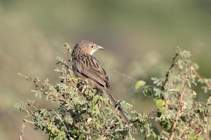 Common babbler or Argya caudata observed in Greater Rann of Kutch photo