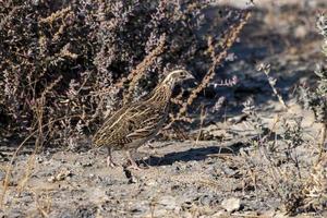 Common quail or Coturnix coturnix or European quail observed in Rann of Kutch photo