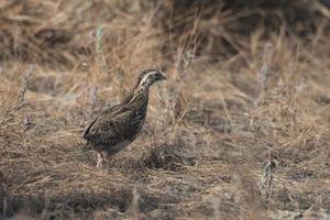 Common quail or Coturnix coturnix or European quail observed in Rann of Kutch photo